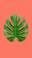 Green monstera leaf isolated on coral background, ready for design projects, web graphics, botanical prints, and creative compositions.