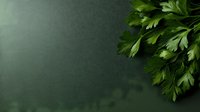 Fresh green parsley leaves in corner against dark moody background with copy space, natural food photography styling for recipe blogs and cookbooks.