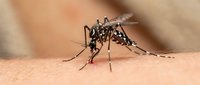 Aedes aegypti mosquito feeding on human skin close-up macro shot showing detailed insect anatomy and blood sucking behavior for medical education.