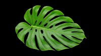 Tropical monstera leaf with natural splits, isolated on transparent background, ready for t-shirt design, stickers, clipart, sublimation, and print on demand projects.