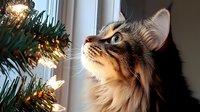 Adorable fluffy tabby kitten gazing up at glowing Christmas tree lights with wonder and curiosity during festive holiday season at home.
