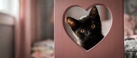 Adorable black kitten with bright eyes peeking through heart-shaped opening in pink wooden structure, perfect for pet care and animal lover designs.