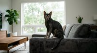 Adorable tabby kitten sitting on modern gray sofa in bright living room with houseplants and natural window light for pet care and home decor concepts.