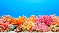 Vibrant coral reef composition with pink and orange branching corals, sea rocks, and small tropical fish against bright blue background, suitable for marine designs.