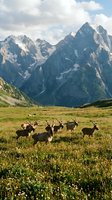 Herd of deer grazing in alpine meadow with dramatic snow-capped mountain peaks and cloudy sky in background creating scenic wildlife landscape for outdoor adventure content.