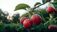 Fresh ripe red cherries growing on tree branch with green leaves against blurred natural background with bokeh lights during summer harvest season.