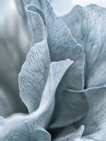 Delicate pale blue flower petals with intricate vein patterns in extreme macro photography, creating an abstract organic composition with soft curves and textures.