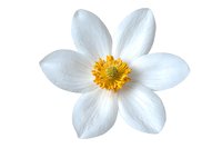 Single white anemone flower with yellow center isolated on white background, macro photography showing delicate petals and detailed stamen structure.