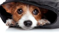 Adorable Jack Russell terrier puppy peeking out from black fabric, close up portrait showing expressive eyes and cute face against white background.