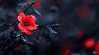 Vibrant red poppy flower blooming on dark background with water drops on petals, moody garden scene with selective focus and dramatic lighting.