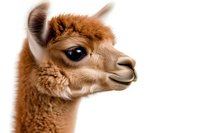 Brown alpaca head in profile view against white background, showing detailed fur texture, distinctive eye, and gentle expression. Isolated on pure white for design projects.