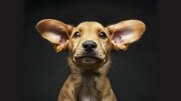 Funny brown dachshund mix puppy with large ears looking up at camera against dark background, showing curious expression and alert posture.