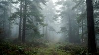 Misty forest landscape with tall evergreen trees shrouded in fog creating mysterious atmospheric mood for nature and wilderness themed projects.