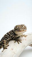 Leopard gecko with spotted tan and brown patterned skin perched on a bleached wooden branch against a neutral background, isolated for design use.