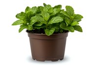 Fresh mint plant with vibrant green leaves growing in brown plastic pot, isolated on white background for gardening, culinary and herbal medicine designs.