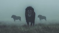 Majestic lion walking through misty grassland with pride members in background creating dramatic atmospheric wildlife scene in natural habitat.