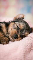 Adorable tan and black puppy sleeping peacefully on soft pink blanket with blurred pastel background, perfect for pet care and lifestyle content.