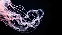 Abstract flowing smoke ribbons in pink and purple hues creating dynamic swirls against black background for modern design projects.