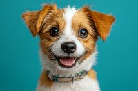Adorable brown and white mixed breed puppy with expressive eyes and happy smile wearing blue collar against turquoise background, studio portrait of friendly pet dog.