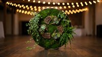 Lush green moss sphere with wooden benches and ferns creates magical fairy garden centerpiece for enchanted wedding or event decor on rustic wooden floor.