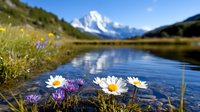 Tranquil alpine lake reflects snow-capped mountain peaks while wild daisies and purple wildflowers bloom along shoreline, creating serene natural landscape.