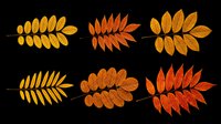 Six autumn rowan leaves in warm orange and yellow tones, isolated on transparent background. Ready for t-shirt design, stickers, clipart, sublimation, and print on demand.