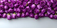 Vibrant purple roses arranged in a row on white background, creating elegant floral border for wedding invitations, romantic occasions, or luxury branding.