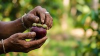 Farmer hands holding fresh harvested cacao pods in agricultural field, suitable for farming, agriculture, and food production content.