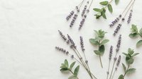 Dried lavender flowers and eucalyptus leaves arranged on textured beige background for natural spa aromatherapy and herbal wellness concepts.