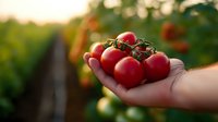 Fresh ripe red tomatoes on vine held in farmer's hand against blurred garden background during golden hour sunset light, organic harvest concept.