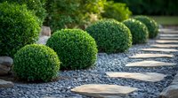 Curved garden path with round trimmed boxwood shrubs and decorative stone mulch creates modern landscape design. Natural stepping stones lead through garden.