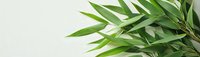 Fresh green bamboo leaves creating natural border on white background, panoramic composition for wellness and spa design elements.