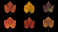 Six colorful autumn leaves in red, orange, yellow, and brown tones, isolated on transparent background. Ready for stickers, t-shirt design, and print on demand.