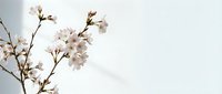 Delicate cherry blossom branches with soft pink flowers against pale sky background, perfect for spring themes, wellness and nature designs.