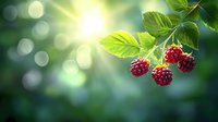 Fresh ripe raspberries on branch with green leaves against blurred bokeh background with sunlight. Natural organic berries in garden setting.