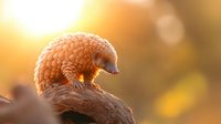 Pangolin perched on tree branch at golden sunset, scales illuminated by warm light, displaying unique armor-like features against blurred natural background.