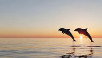 Two dolphins jumping out of calm ocean water at sunset with golden sky and sun reflection on water surface creating peaceful marine wildlife scene.