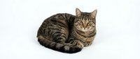 Adorable tabby cat lying curled up on white background, perfect for pet care advertising, veterinary clinics, and animal lover designs.