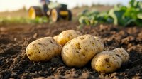 Fresh harvested potatoes lying on dark fertile soil with tractor and agricultural field in soft focus background, natural farming concept at sunset light.