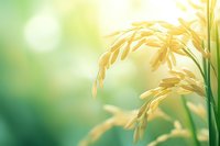 Golden rice grains on green stalks against soft bokeh background in morning sunlight, agricultural crop close-up view for natural food industry and farming concepts.