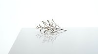 Dried botanical branch with delicate stems and seed pods casting shadow on white surface, suitable for minimalist design and home decor projects.