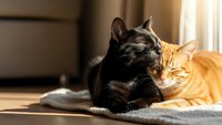 Two domestic cats sleeping peacefully together on soft blanket in warm sunlight streaming through window creating cozy indoor pet companionship scene.