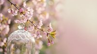 Spring cherry blossom branch with delicate pink flowers in glass vase against soft bokeh background for romantic decor and seasonal celebrations.