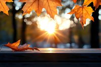 Golden sunburst through autumn maple leaves creates magical bokeh effect at sunset, fallen leaf on wooden surface adds seasonal atmosphere and depth.