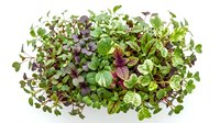 Microgreens mix with purple and green seedlings isolated on white background, ready for culinary and design applications.