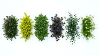 Fresh herb collection arranged in colorful row showing variety of culinary plants for cooking and seasoning on white background.