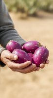 Farmer holding fresh purple prickly pear cactus fruits in hands outdoors. Agricultural harvest and organic produce concept for farming, food, and agriculture marketing.