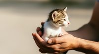 Tabby and white kitten held in human hands, young domestic cat in person's palm, pet care and adoption concept.