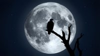 Silhouette of a bird perched on a bare branch against a large full moon in a starry night sky, suitable for astronomy and nature themes.