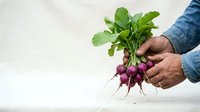 Fresh radishes with green leaves held in farmer's hands against white background. Organic produce harvesting and sustainable agriculture concept.